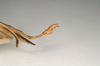 CollectionObject 1561850; NMW 1018, 8cc447cc-facb-4f3b-b73b-917df7ca4ae0: copyright NMW, Vienna. male: end of abdomen, lateral view (lectotype). (CollectionObject).