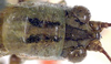 Orchelimum (Orchelimum) nigripes Scudder, 1875: female head and pronotum dorsal (holotype of Xiphidium validum Walker) (previously Synonym Xiphidium validum). (Otu).