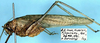 Nephoptera (Nephoptera) tibialis Uvarov, 1930: male, lateral view (paratype). (Otu).