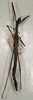 CollectionObject 1562000; NMW 1082, f13641c7-0308-4853-932f-2f4f96e217db: copyright NMW, Vienna. male (syntype). (CollectionObject).