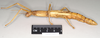 CollectionObject 1559744; 6d4dd64e-e290-4b65-838e-4d78707a72fd, NHMUK(SF IMPORT DUPLICATE) 845073-845074: copyright Natural History Museum, London. female, lateral view (paralectotype). (CollectionObject).