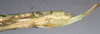 CollectionObject 1558984; NMW 855, 4f66fea9-d52e-4a36-aae4-bf496da2424c: copyright NMW, Vienna. female: end of abdomen, lateral view (syntype). (CollectionObject).