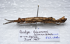 CollectionObject 1576541; b1a42bd8-728d-4f5b-a1fb-5c13fa862864: copyright Francis Seow-Choen. female, lateral view (paratype). (CollectionObject).;CollectionObject 1576542; 858714cd-5e55-4f98-8a9c-4a0930e48f13: copyright Francis Seow-Choen. female, lateral view (paratype). (CollectionObject).