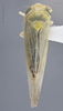 Habitus, dorsal view on Elymana emeljanovi Dworakowska, 1968: Dorsal. (Observation).