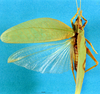 CollectionObject 1544256; bc59280f-93d8-4630-8022-64f324981608: female, dorsal view. (CollectionObject).