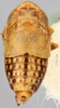 Habitus, dorsal view on Achaetica anabasidis Emeljanov, 1959: holotype. (Observation).