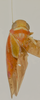 Habitus, dorsal view: Male holotype [USNM]: habitus, dorsal view. (Observation).