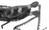 CollectionObject 1564378; c2aad372-89a4-4db6-b5fb-5563eea7324d: Image Carbonell, C.S. male abdomen end, lateral view (paralectotype). (CollectionObject).