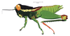 Inbiolampis herediensis Rowell, 2012: female, lateral view. (Otu).