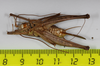 CollectionObject 1583543; 551d3ef8-1b1e-48ce-9101-fb7c7eb95241: female, ventral view (paratype). (CollectionObject).