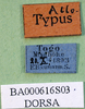 CollectionObject 1502311; fc04f2f7-2254-4a41-8c2d-7c7cda3ebbb6: labels (syntype). (CollectionObject).