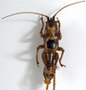 CollectionObject 1529605; 724b6fce-b214-429b-9e3e-574f423262d6: male, dorsal view (syntype). (CollectionObject).