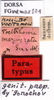 CollectionObject 1505472; 82833a66-5087-45bd-9208-e8526352124c: labels (syntype). (CollectionObject).