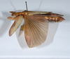 CollectionObject 1583054; 8842045f-92c4-448e-9c9a-2b94e4324d14: copyright ANSP. female, lateral view (paratype). (CollectionObject).;CollectionObject 1583055; 3855d02c-44bb-4073-b284-23161d9ffb8b: copyright ANSP. female, lateral view (paratype). (CollectionObject).