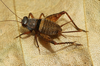 Microlerneca leticia Mello, 1995: female (from type locality). (Otu).