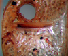 CollectionObject 1500504; 7475cafe-0429-4d15-a1b9-87fbabf6e217: male stridulatory file (syntype). (CollectionObject).