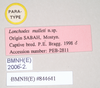 CollectionObject 1559487; NHMUK(SF IMPORT DUPLICATE) 844641, 811fb9f4-dfcf-4168-a10d-a1c7d39c3d64: copyright Natural History Museum, London. male, data labels (paratype). (CollectionObject).