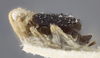 Habitus, lateral view on Delphacodes seminiger (Stål, 1854): (Observation).