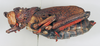 CollectionObject 1540683; 52d43f52-a0dd-4160-b3f3-234a35fd78ba: female, lateral view (syntype of Petasia cruentata). (CollectionObject).