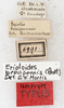 CollectionObject 1531606; NMW 6991, cb984fdc-8eca-4f25-8b5a-d85c179f72a1: labels (holotype). (CollectionObject).