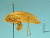 CollectionObject 1542803; cb448c6c-a34a-4e49-b9e2-600fc6027374: male, body lateral view (holotype). (CollectionObject).