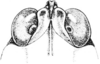 Tettigidea armata Morse, 1895: Fig. 186. male, head, dorsal view. (Otu).