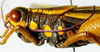 CollectionObject 1498828; 1783afad-7590-4bb1-b9be-3e5e70c2c749: 2012. female, lateral view. (CollectionObject).