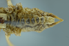 CollectionObject 1532457; 51a3be06-ecff-488c-8165-541ec8849cf7: male abdomen, ventral view (holotype). (CollectionObject).