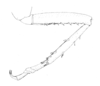 Ceuthophilus (Hemiudeopsylla) fossor Hubbell, 1936: Fig. 265a. male, middle leg. (Otu).