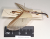 CollectionObject 1560484; f6603ba9-6a6d-4e43-8072-c0f24cf37d24: copyright Natural History Museum, London. female, lateral view (paralectotype). (CollectionObject).