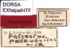 CollectionObject 1537608; 3d9fa4ab-3879-46ad-81bd-03895843e8f1: labels (syntype). (CollectionObject).