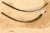 CollectionObject 1499145; 46504515-cc2f-42ce-85c3-b03fd29c5385: female, antenna (holotype). (CollectionObject).