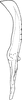 Stylus: Stylus (E. bisetosa Dwor.). (Observation).