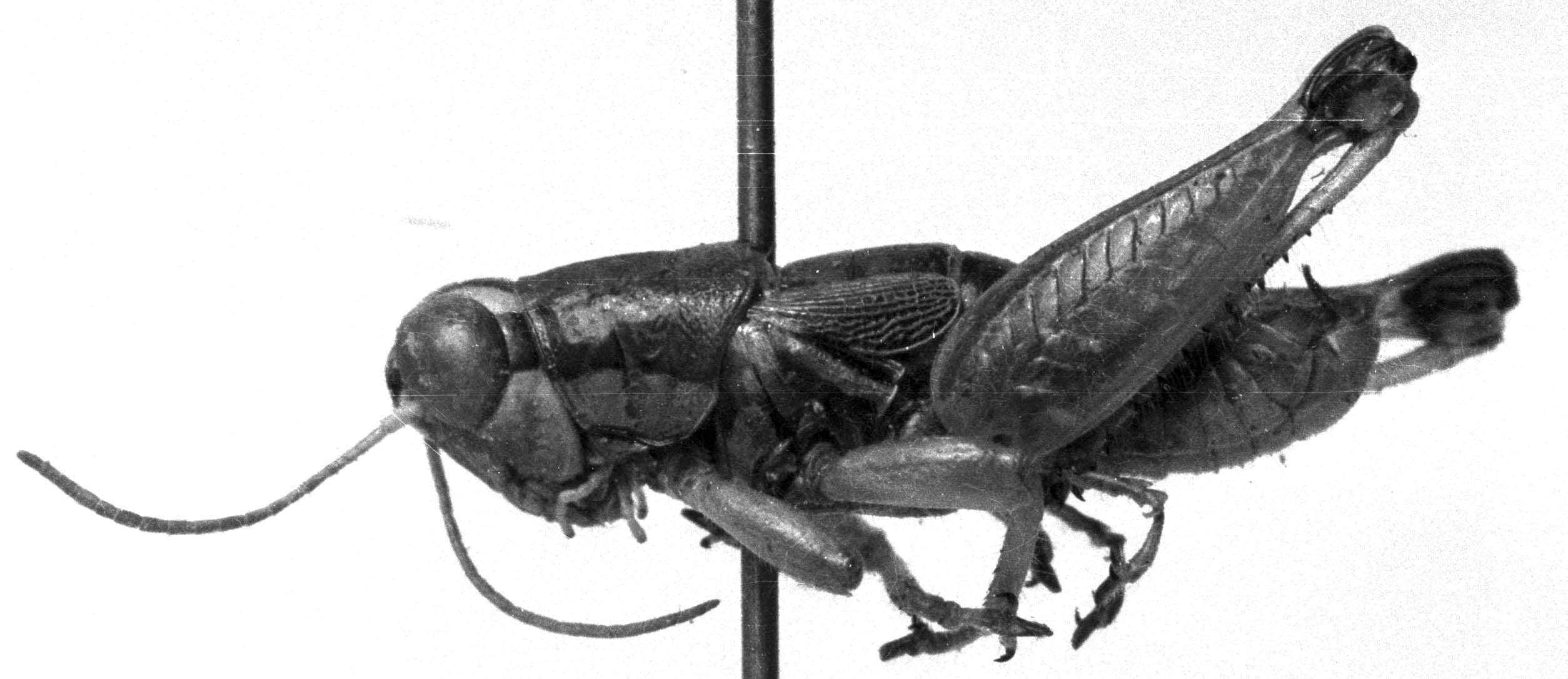 Image Carbonell, C.S male, lateral view (paralectotype). Depicts CollectionObject 1564569; cf70cd1e-add9-4caa-bf3a-483f70b2e0e4, a CollectionObject.