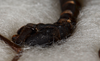 CollectionObject 1561009; a78af9b4-2257-4af5-936f-b37ef7e0fa50: Copyright USNM, Washington. male: end of abdomen, ventral view (holotype). (CollectionObject).