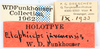 Other on Elaphiceps javanensis Funkhouser, 1937: (Observation).