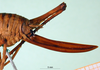 CollectionObject 1502638; 3a66cde6-d9e7-4084-a045-a585bf620976, MfN 4223: ovipositor (syntype). (CollectionObject).