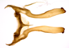 Connective on Coelogypona venosella DeLong & Freytag, 1966: Male [DZRJ]: connective and styles, dorsal view. (Observation).