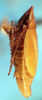 Habitus, lateral view on Carnoseta colomella (DeLong, 1981): Female paratype [OSU]: habitus, lateral view. (Observation).