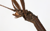 CollectionObject 1560414; fd053052-1efb-4970-be40-8e878404e646: copyright MHNG Geneva. male head, lateral view (holotype). (CollectionObject).