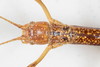 CollectionObject 1559098; NMW 218, 91e0d291-17fa-4ede-9a7d-7e8137449ae7: copyright NMW, Vienna. female head, dorsal view (holotype). (CollectionObject).