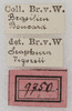 labels (as Sc. vigorsii). Depicts CollectionObject 1552409; 65b49022-8744-4f1c-b75a-2041a14ff9fe, a CollectionObject.