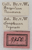 CollectionObject 1552409; 65b49022-8744-4f1c-b75a-2041a14ff9fe: labels (as Sc. vigorsii). (CollectionObject).