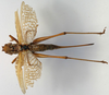 CollectionObject 1517118; cd33a19b-26ca-4df1-9f8c-b00ded2c8be2: female, lateral view (holotype). (CollectionObject).