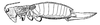 Liparoscelis pallidispina Stål, 1873: Fig. 48. female habitus (body length 37-40mm, pronotum 9.5-10 mm, ovipositor 18.5-19 mm). (Otu).