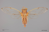Habitus, dorsal view on Calcagninus divaricatus Bliven, 1964: (Observation).