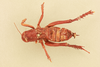 CollectionObject 1475091; 09d7d426-6c6f-4dde-bd3b-895bb7685670, NHMUK015982148: female, dorsal view (holotype of Lencica ferruginea). (CollectionObject).