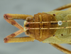 CollectionObject 1532034; 2d020a22-afbf-444f-a5ce-26692f31f857: male head and pronotum, dorsal view (syntype). (CollectionObject).