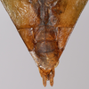 CollectionObject 1563795; 9c704b53-acf5-4012-b786-b4f6fa1e35db: copyright MSNG, Genoa. male: end of abdomen, ventral view (paratype). (CollectionObject).;CollectionObject 1563796; 273334ec-af4a-437b-a7c9-ffe2c4037a4a: copyright MSNG, Genoa. male: end of abdomen, ventral view (paratype). (CollectionObject).