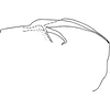 Pygofer, lateral view: Pygofer, lateral view. (Observation).